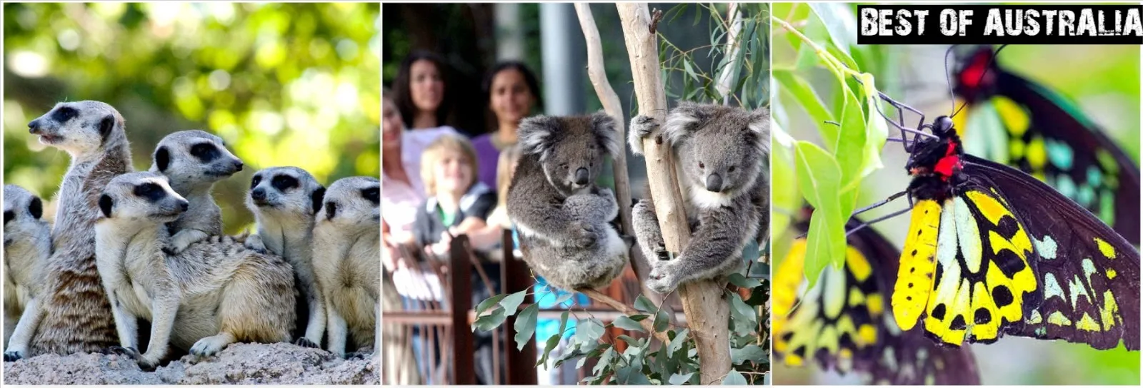 zoo mel.jpg